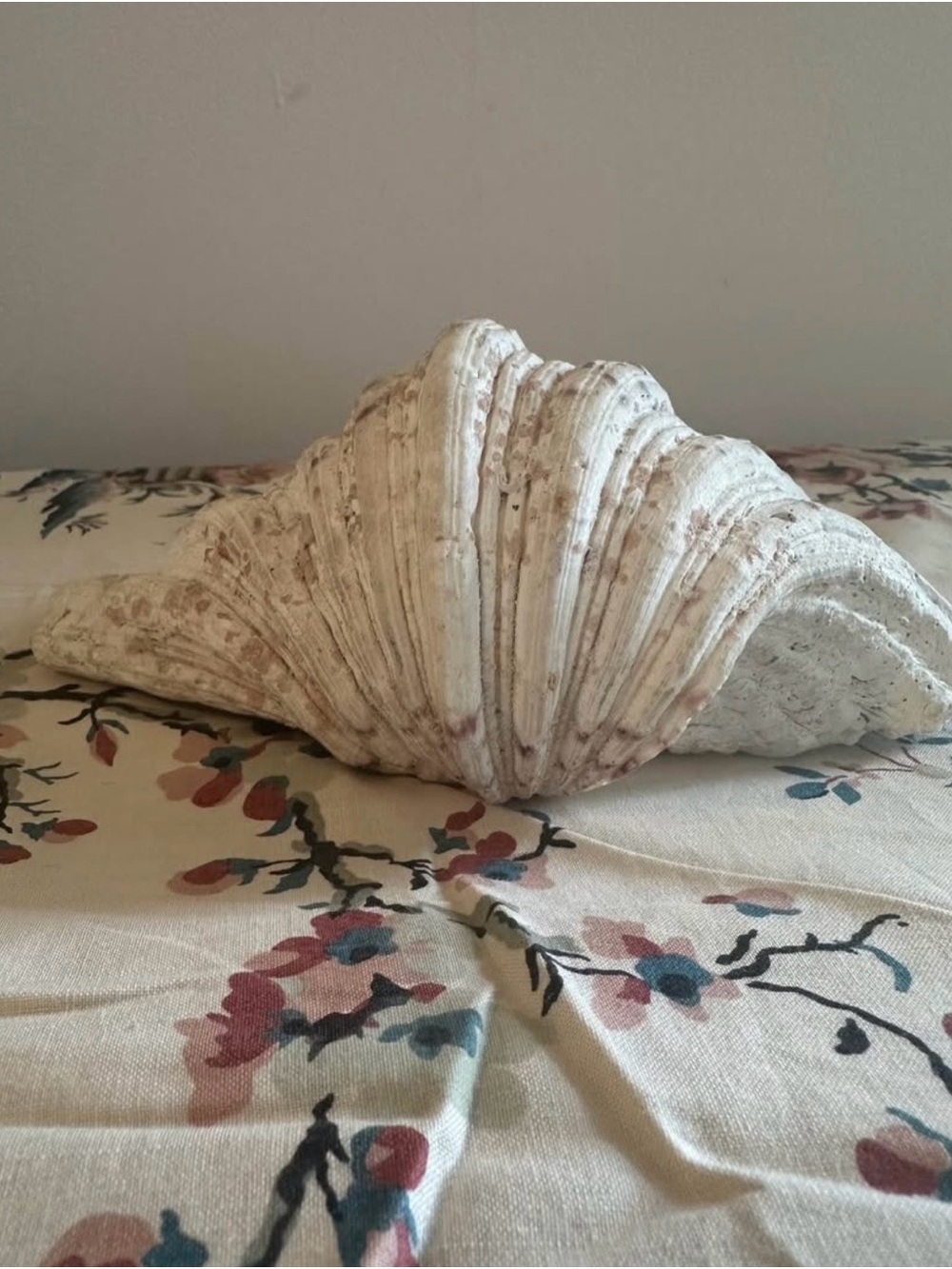 Real Giant Clam Shell - Cream Decorative Home Accent - Picture 3 of 5
